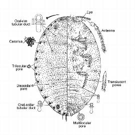  
	 Pseudococcus pithecellobii  
 
	Illustration by Gimpel & Miller 
